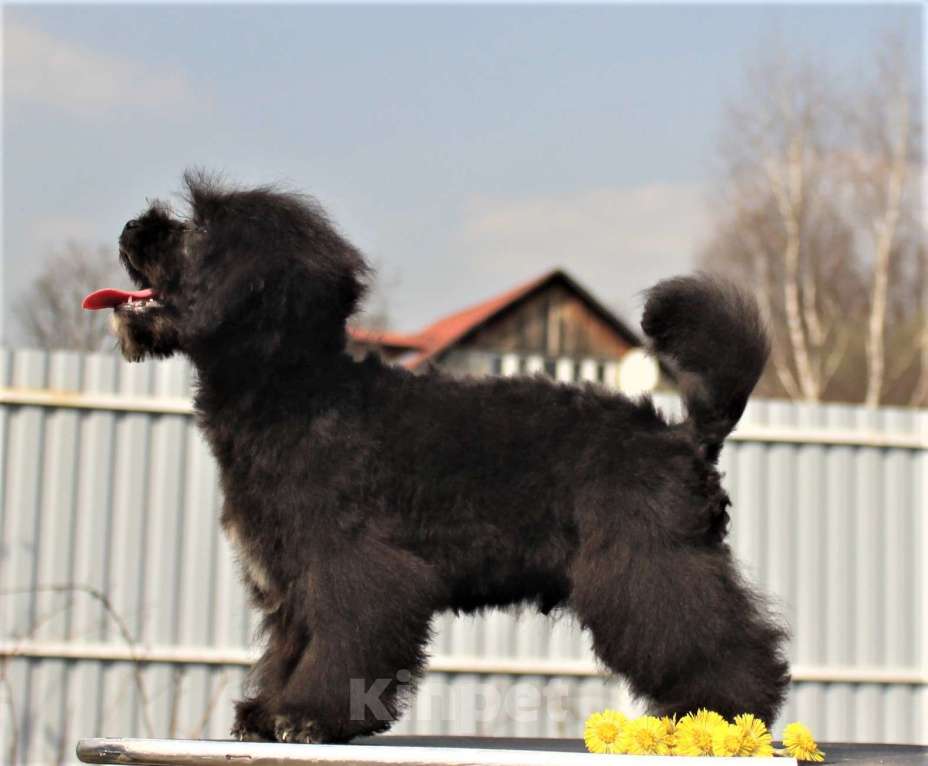 Собаки в Москве: мальтипу мини и микро, бэби фейс Мальчик, 100 000 руб. - фото 9