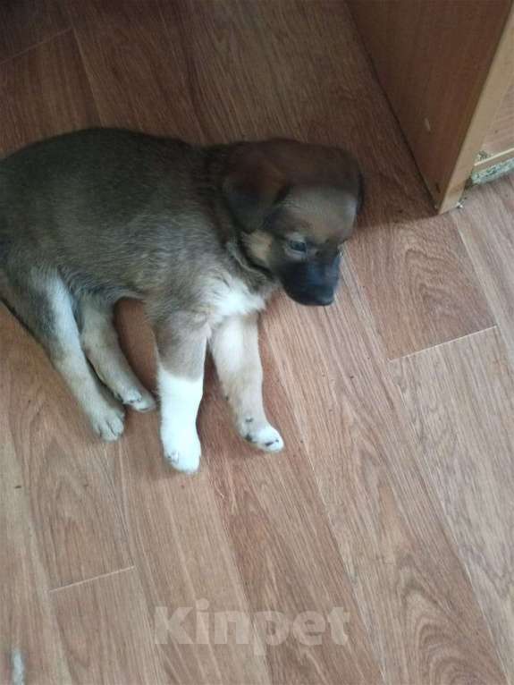 Собаки в Новосибирске: Отдам щенков в добрые руки Девочка, Бесплатно - фото 3