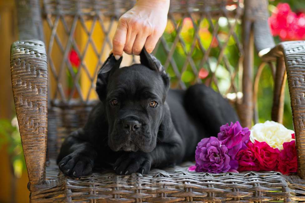 Собаки в Краснодаре: Кане корсо щенки Мальчик, Бесплатно - фото 4