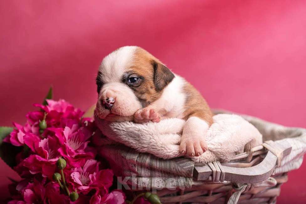 Собаки в Кореновске: Кобель АСТ РКФ Мальчик, Бесплатно - фото 4