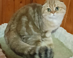 Кошки в Москве: Зеленоглазый золотой мраморный котик Мальчик, 25 000 руб. - фото 6