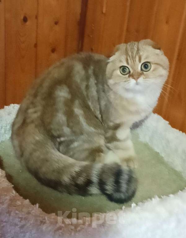 Кошки в Москве: Зеленоглазый золотой мраморный котик Мальчик, 25 000 руб. - фото 6