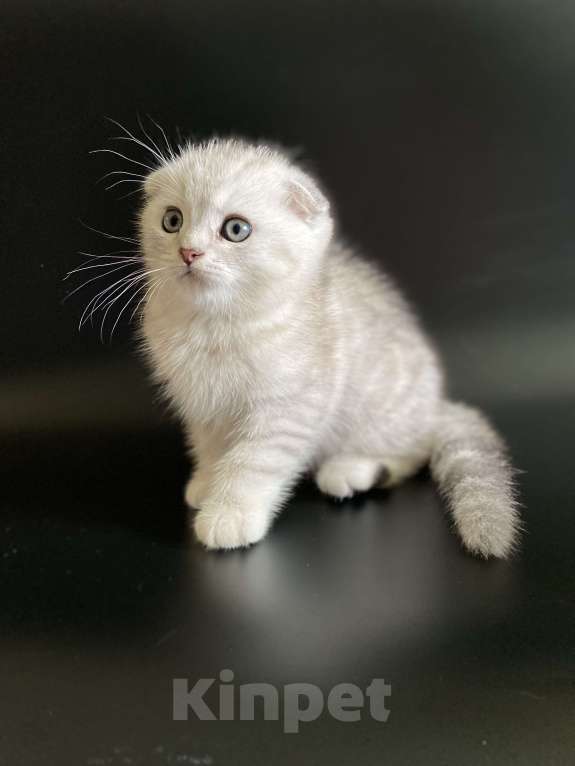 Кошки в Москве: Жан Мальчик, 45 000 руб. - фото 2