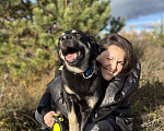 Собаки в Павловском Посаде: Идеальная собака в добрые руки Девочка, Бесплатно - фото 5