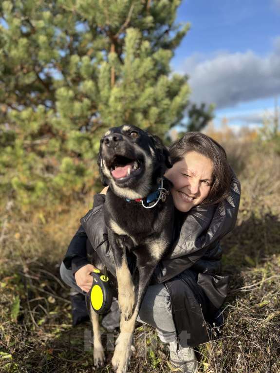 Собаки в Павловском Посаде: Идеальная собака в добрые руки Девочка, Бесплатно - фото 5