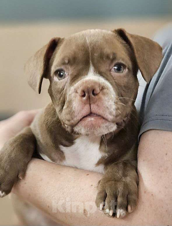 Собаки в Новосибирске: Шоколаднач булочка Девочка, Бесплатно - фото 1