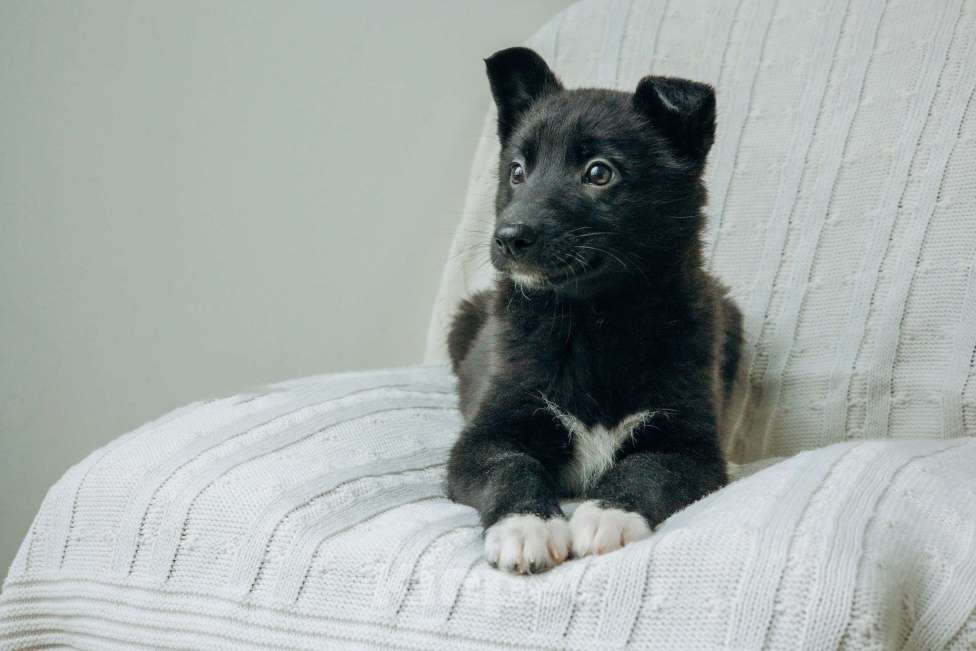 Собаки в Москве: Щенки-помет бесплатно в Москве Девочка, Бесплатно - фото 10