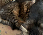 Кошки в Долгопрудном: Котятки ребятки в поиске дома Мальчик, Бесплатно - фото 4