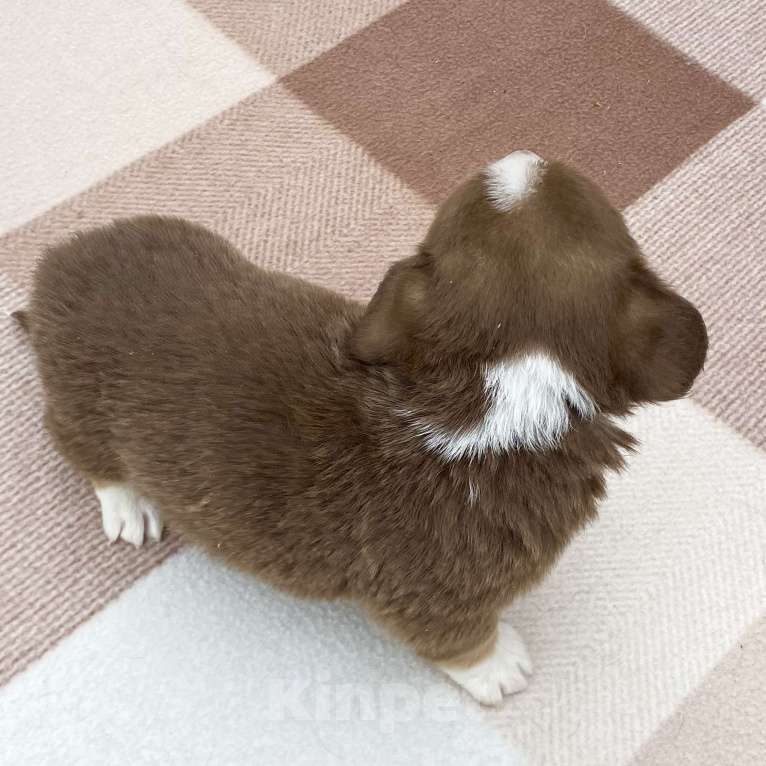 Собаки в Москве: Щенки вельш-корги кардиган Девочка, 40 000 руб. - фото 7