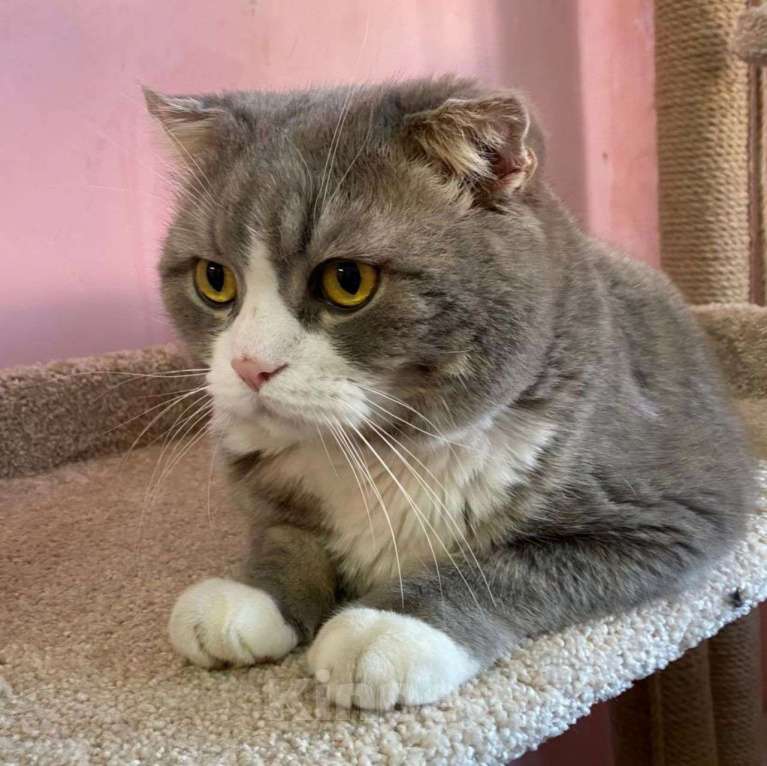 Кошки в Москве: Шотландскому котику срочно нужен дом 🆘️ Умерла хозяйка, родственники отказались забирать Мальчик, Бесплатно - фото 5