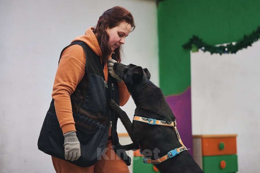 Собаки в Москве: Чернушка: та, кто научит ценить доверие. Девочка, Бесплатно - фото 4