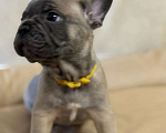 Собаки в Новороссийске: Прекрасный щенок французского бульдога Мальчик, 25 000 руб. - фото 3