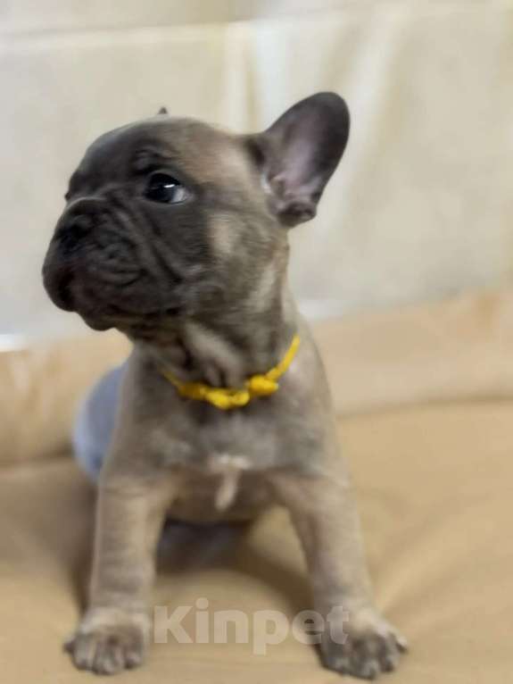 Собаки в Новороссийске: Прекрасный щенок французского бульдога Мальчик, 25 000 руб. - фото 3