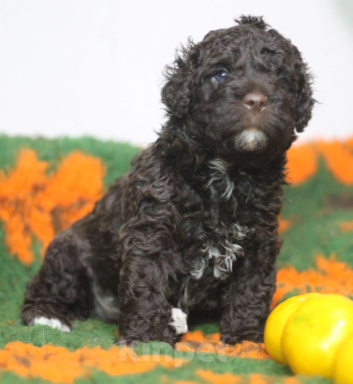 Собаки в Санкт-Петербурге: ИСПАНСКАЯ ВОДЯНАЯ ШОКОЛАД Мальчик, 200 000 руб. - фото 2