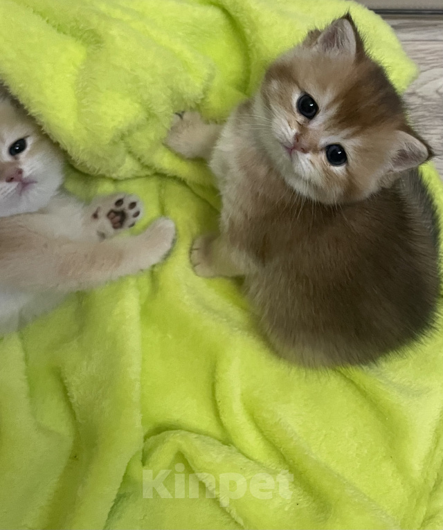 Кошки в Брянске: Котята Британской золотой шиншиллы Разнополые, 35 000 руб. - фото 6