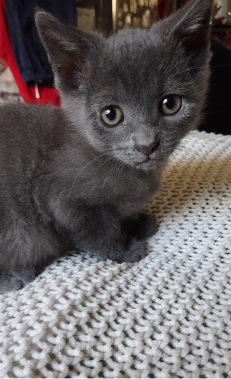 Кошки в Москве: Котёнок в добрые руки Мальчик, Бесплатно - фото 9
