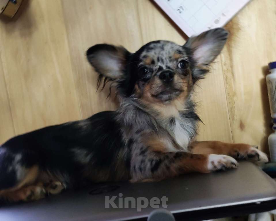 Собаки в Омске: Яркая красотка Девочка, 40 000 руб. - фото 1