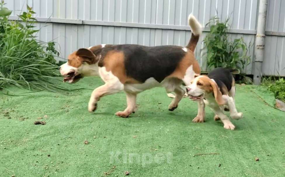 Собаки в Москве: Шикарный мальчик бигля Мальчик, 80 000 руб. - фото 4