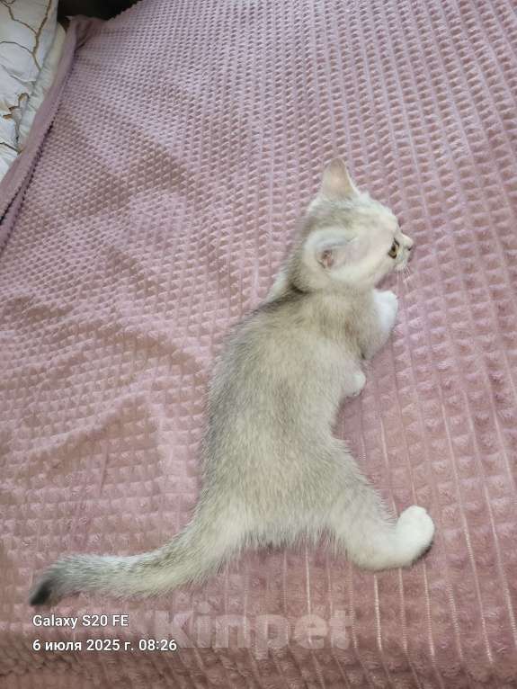 Кошки в Москве: Очаровашка Девочка, 10 000 руб. - фото 2