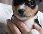 Собаки в Санкт-Петербурге: Щенок басенджи триколор 2 мес -девочка Девочка, 100 000 руб. - фото 5