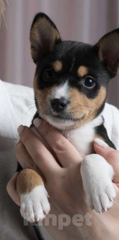 Собаки в Санкт-Петербурге: Щенок басенджи триколор 2 мес -девочка Девочка, 100 000 руб. - фото 5