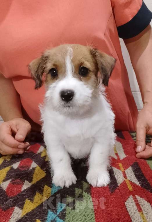 Собаки в Ставрополе: Высокопородные щенки Джек Рассел терьера  Мальчик, Бесплатно - фото 8