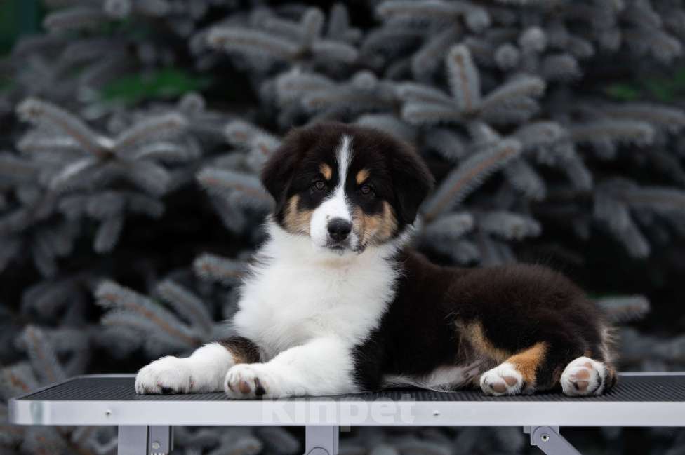 Собаки в Екатеринбурге: Девочка черный триколор  Девочка, Бесплатно - фото 8