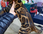 Кошки в Москве: Бенгальский кот Вязка WCF, 25 000 руб. - фото 3