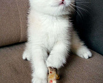 Кошки в Болхове: Шотландский малыш страйт, 17 000 руб. - фото 2