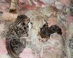 Кошки в Чусовой: Бенгальские котята, 15 000 руб. - фото 6