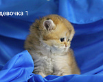 Кошки в Москве: Шотландские котята  Мальчик, 20 000 руб. - фото 5