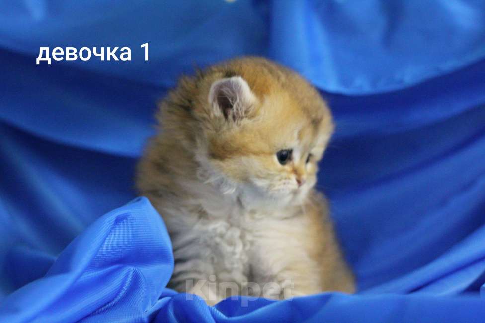 Кошки в Москве: Шотландские котята  Мальчик, 20 000 руб. - фото 5