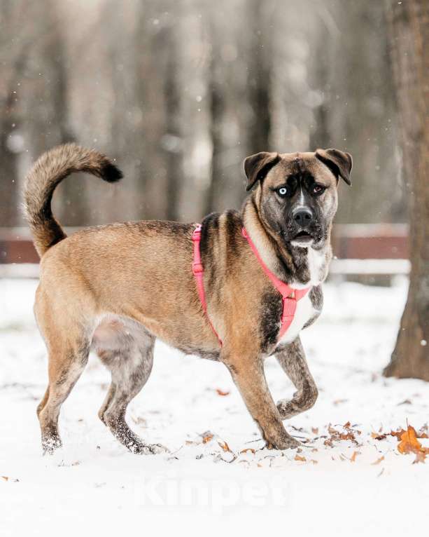 Собаки в Москве: Шикарная Тина ищет дом Девочка, Бесплатно - фото 5
