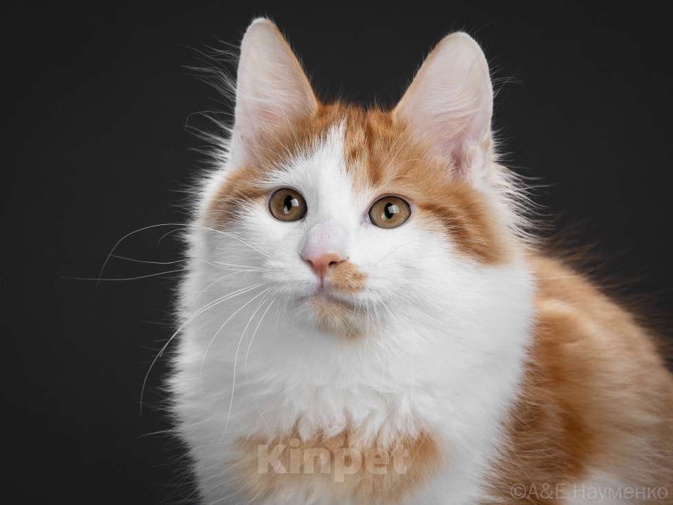 Кошки в Егорьевске: Курильский бобтейл Мальчик, 50 000 руб. - фото 3