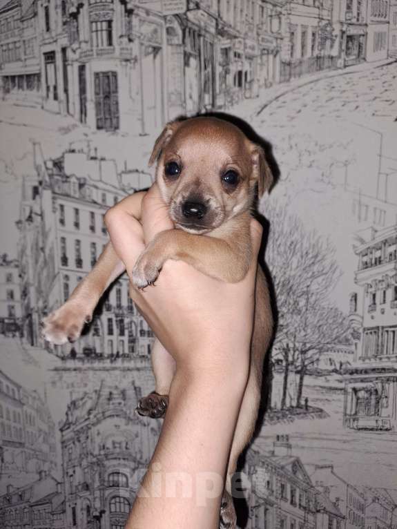 Собаки в Тюмени: Мини той терьер Мальчик, 12 000 руб. - фото 3