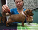 Собаки в Перми: Щенки цвергпинчера в Перми. Девочка, 35 000 руб. - фото 7