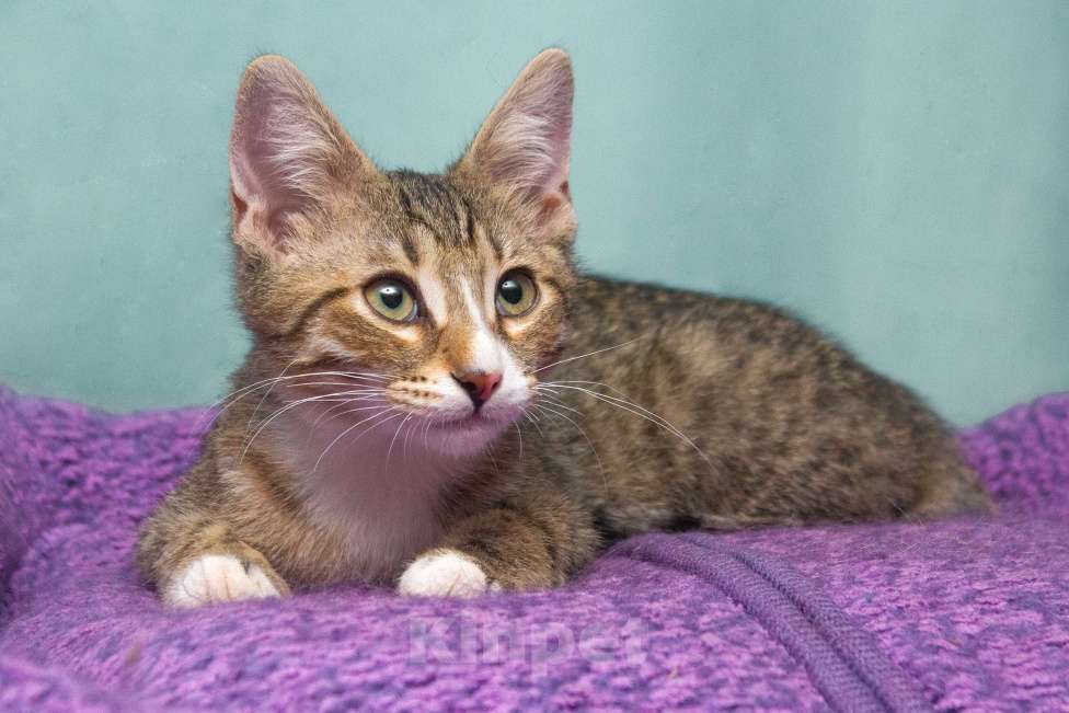 Кошки в Москве: Милейший котенок Мару в добрые руки Мальчик, Бесплатно - фото 3