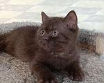 Кошки в Санкт-Петербурге: Шоколадный британский парень Мальчик, 80 000 руб. - фото 3