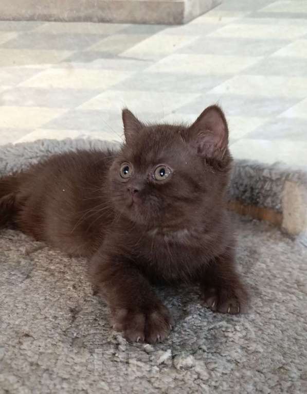 Кошки в Санкт-Петербурге: Шоколадный британский парень Мальчик, 80 000 руб. - фото 3