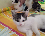 Кошки в Рязани:  Котята Мальчик, 1 руб. - фото 2