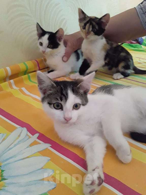 Кошки в Рязани:  Котята Мальчик, 1 руб. - фото 2