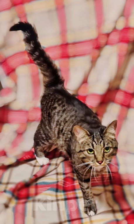 Кошки в Москве: Добрый и ласковый Марсик в добрые руки! Мальчик, Бесплатно - фото 2