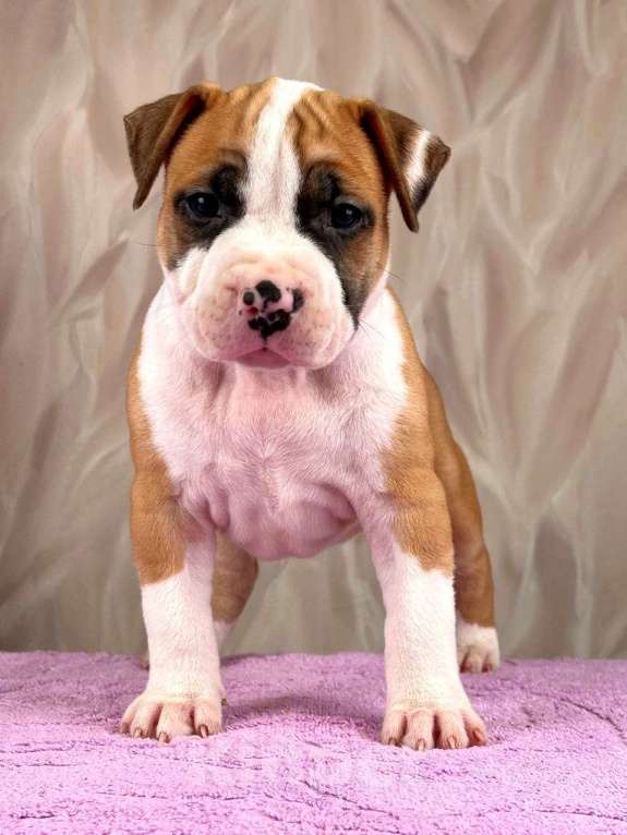 Собаки в Москве: Шикарная девочка амстаффа  Девочка, 80 000 руб. - фото 1