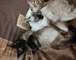 Кошки в Ростове-на-Дону: Котята меконгского бобтейла Разнополые, 11 000 руб. - фото 2