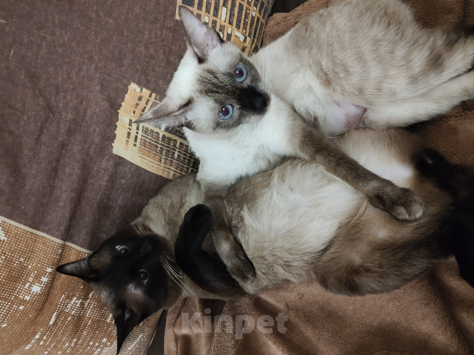 Кошки в Ростове-на-Дону: Котята меконгского бобтейла Разнополые, 11 000 руб. - фото 2