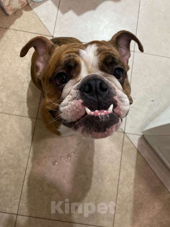 Собаки в Санкт-Петербурге: Тигровая королева  Девочка, Бесплатно - фото 2