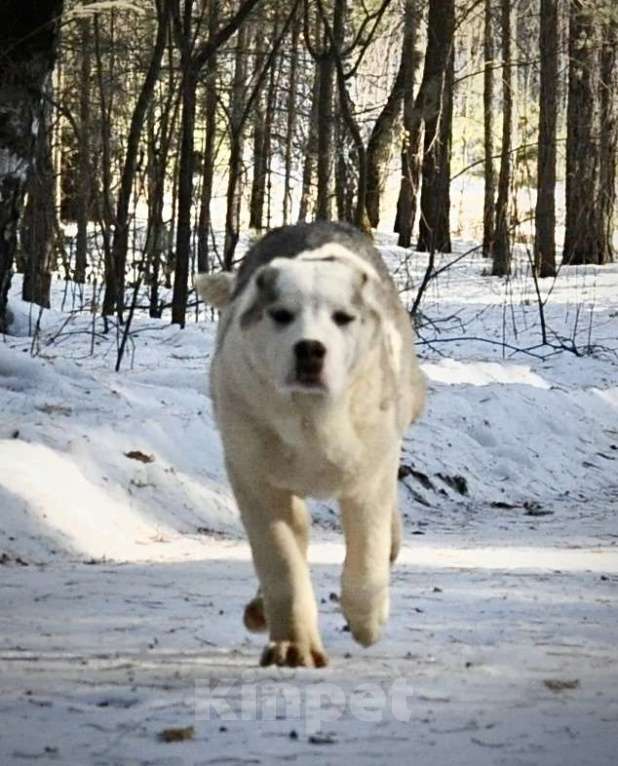 Собаки в Красноярске: Щенок среднеазиатская овчарка Мальчик, 60 000 руб. - фото 2