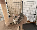 Кошки в Москве: Котенок в добрые руки Девочка, Бесплатно - фото 2