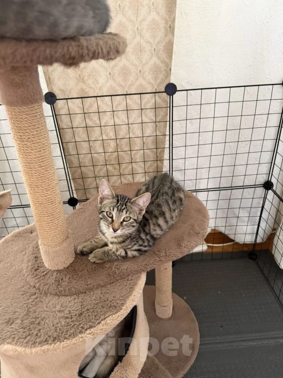 Кошки в Москве: Котенок в добрые руки Девочка, Бесплатно - фото 2