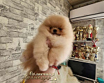 Собаки в Москве: Мега меховой мальчик померанеского шпица Ркф Мальчик, Бесплатно - фото 1
